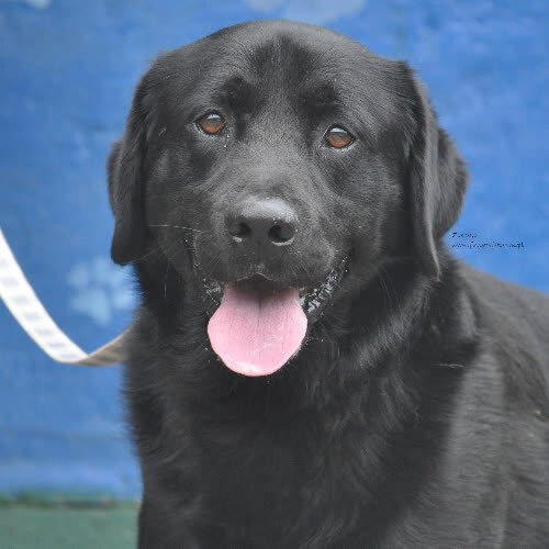 Psy ze schroniska do adopcji Zorian