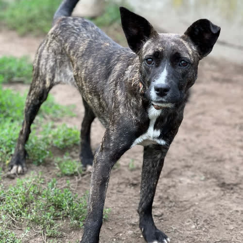Psy ze schroniska do adopcji Pestka
