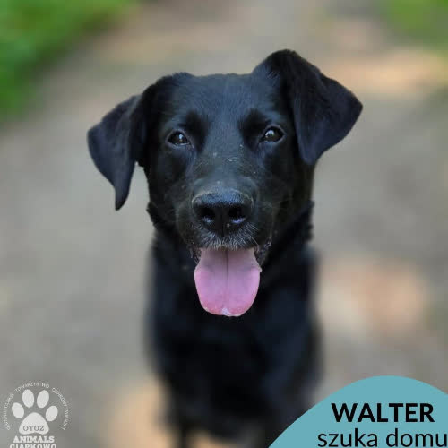 Psy ze schroniska do adopcji Walter