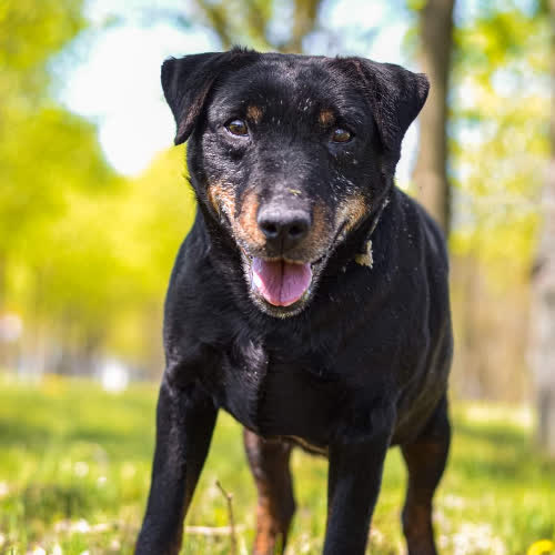 Psy ze schroniska do adopcji Piotruś