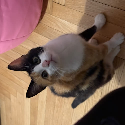 Koty ze schroniska do adopcji Chałwa