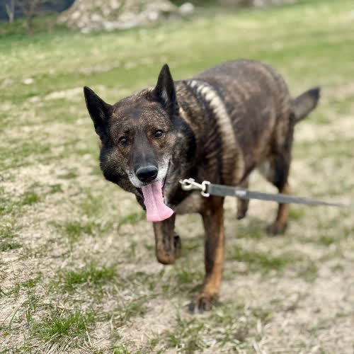 Psy ze schroniska do adopcji Łoś
