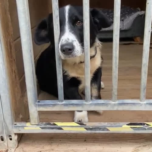 Psy ze schroniska do adopcji Benek