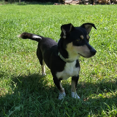 Psy ze schroniska do adopcji Pankracy