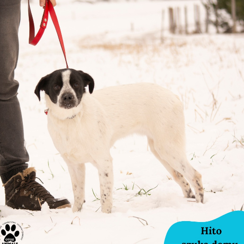 Psy ze schroniska do adopcji Hito