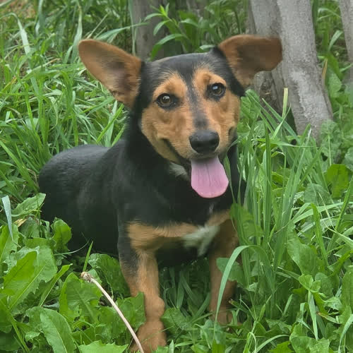 Psy ze schroniska do adopcji Dior