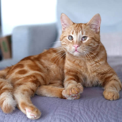 Koty ze schroniska do adopcji Benito