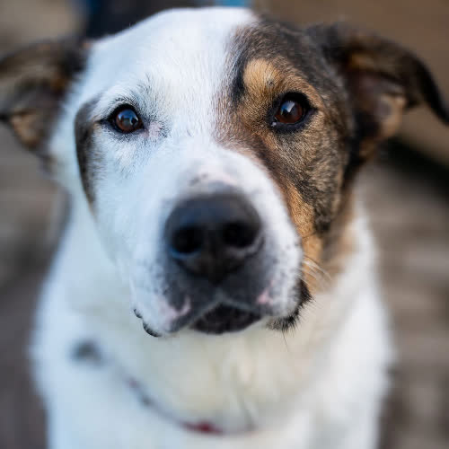 Psy ze schroniska do adopcji Brutus