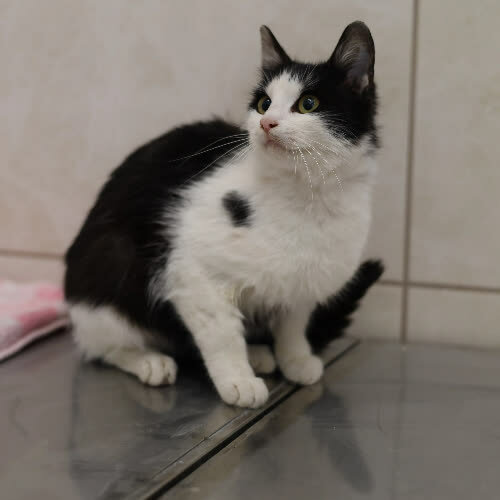 Koty ze schroniska do adopcji Kama