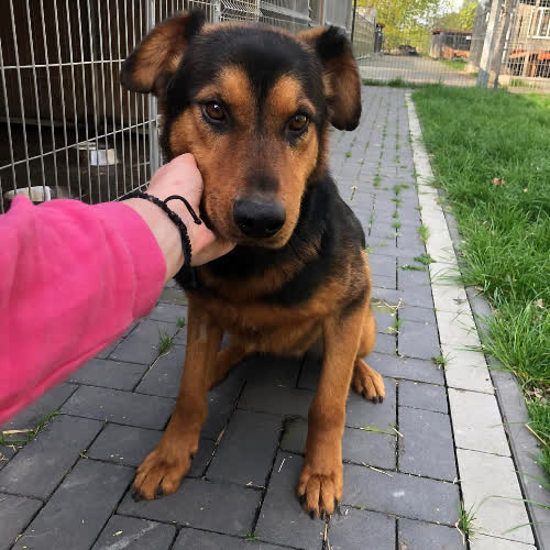 Psy ze schroniska do adopcji Oleg