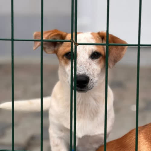 Psy ze schroniska do adopcji Latte