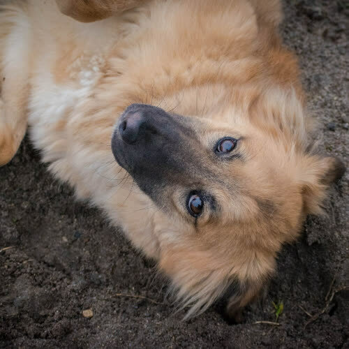 Psy ze schroniska do adopcji TEODOR