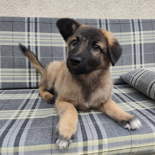 Psy ze schroniska do adopcji Felek 