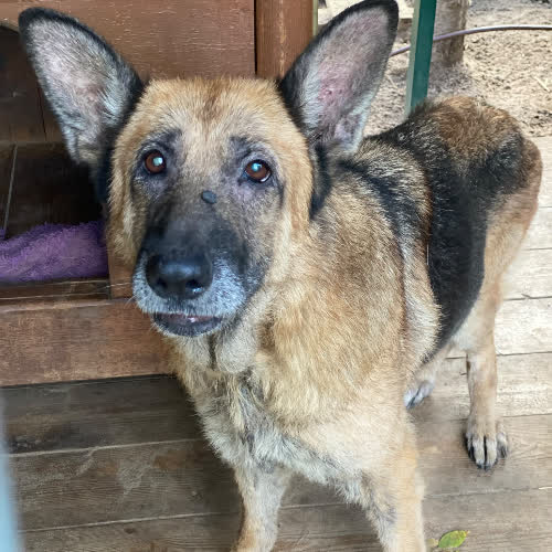 Psy ze schroniska do adopcji Rita