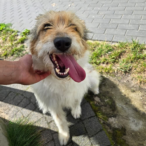Psy ze schroniska do adopcji Puszek
