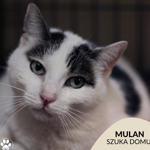 Koty ze schroniska do adopcji Mulan