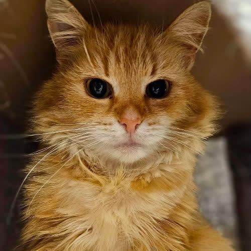 Koty ze schroniska do adopcji Krystyna