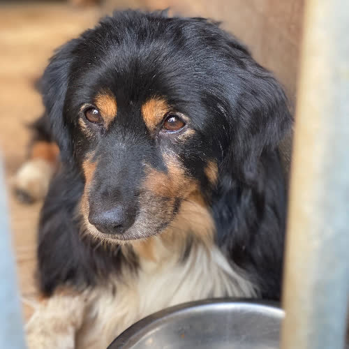 Psy ze schroniska do adopcji Riko