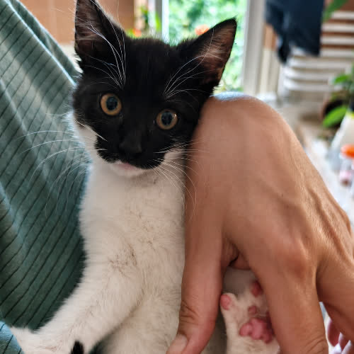 Koty ze schroniska do adopcji Fifka