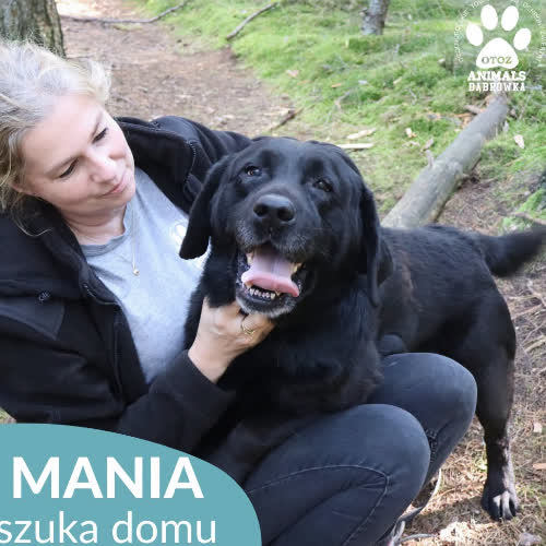 Psy ze schroniska do adopcji Mania