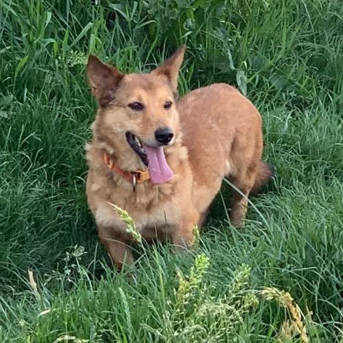 Psy ze schroniska do adopcji PUSIAK