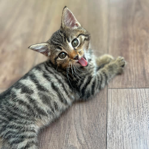 Koty ze schroniska do adopcji Dina Delicja