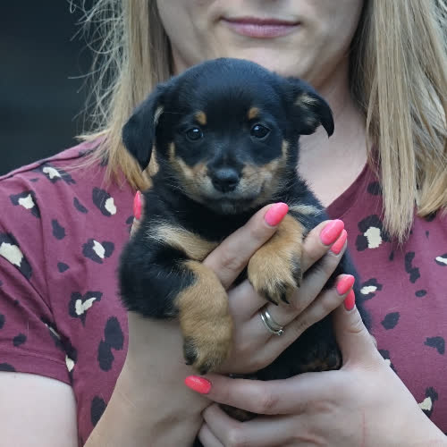 Psy ze schroniska do adopcji OTIS