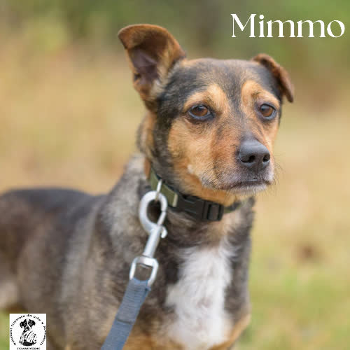 Psy ze schroniska do adopcji Mimmo lwie serce 