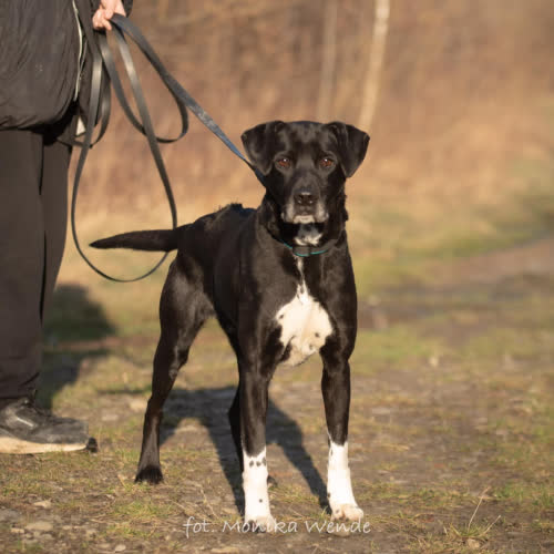 Psy ze schroniska do adopcji ODI