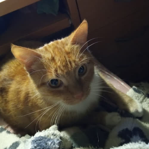 Koty ze schroniska do adopcji Iris