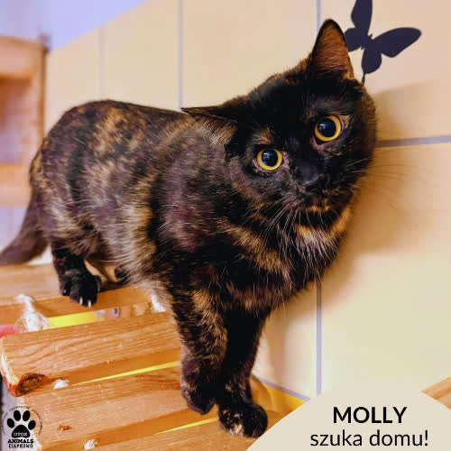 Koty ze schroniska do adopcji Molly