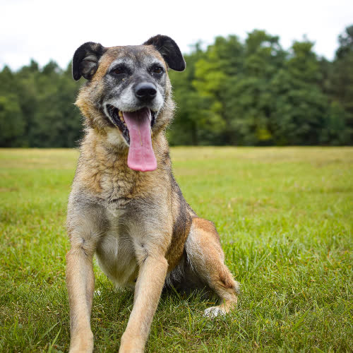Psy ze schroniska do adopcji Stella
