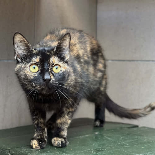 Koty ze schroniska do adopcji Szprotka