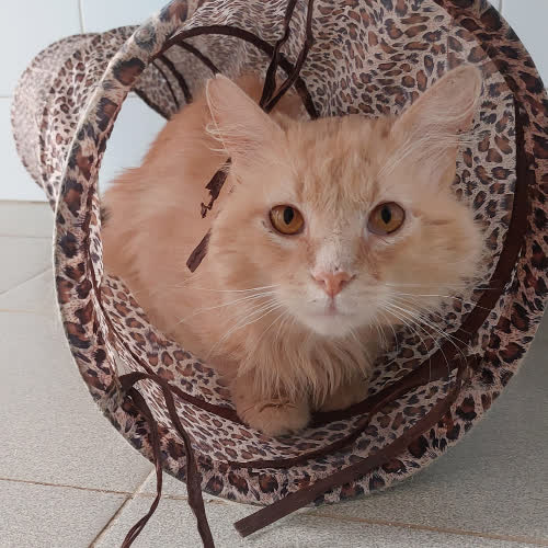 Koty ze schroniska do adopcji Capuccino