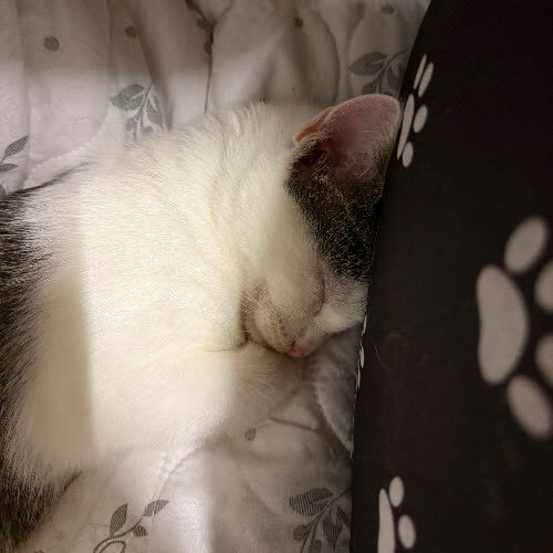 Koty ze schroniska do adopcji Jaś