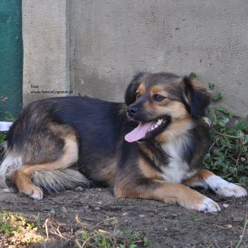 Psy ze schroniska do adopcji Sissi