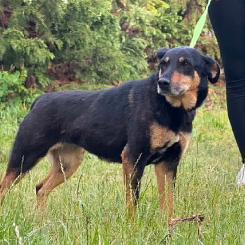 Psy ze schroniska do adopcji Kinga 