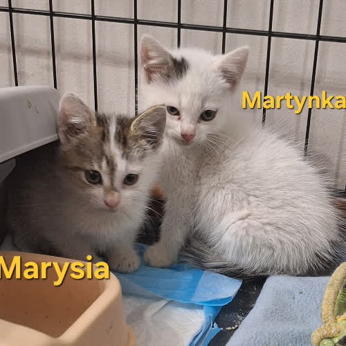 Koty ze schroniska do adopcji Martynka i Maryśka