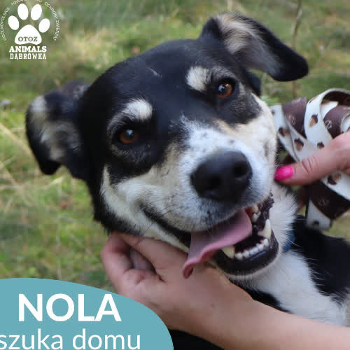 Psy ze schroniska do adopcji Nola