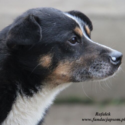 Psy ze schroniska do adopcji Rafałek -  przyjacielski pies