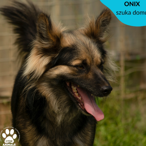 Psy ze schroniska do adopcji Onix