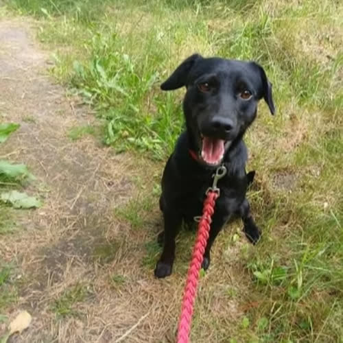 Psy ze schroniska do adopcji BOBO