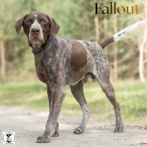 Psy ze schroniska do adopcji Wyżełek FALLOUT 