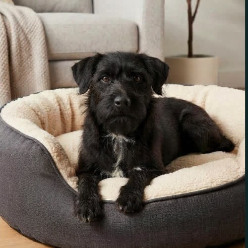 Psy ze schroniska do adopcji Bąbel