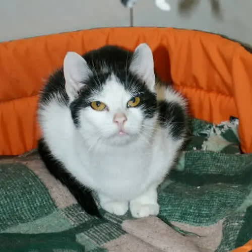 Koty ze schroniska do adopcji Kier