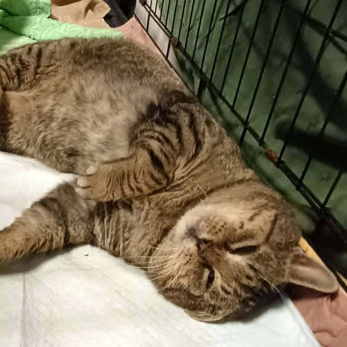 Koty ze schroniska do adopcji Staś