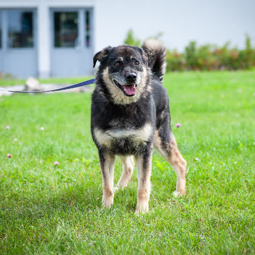 Psy ze schroniska do adopcji Rocky