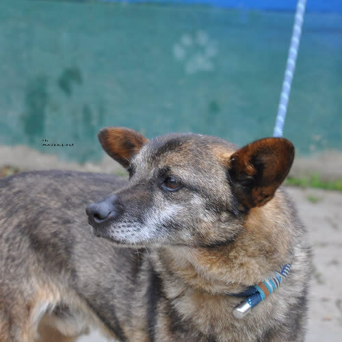 Psy ze schroniska do adopcji Arlo