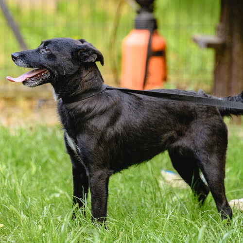 Psy ze schroniska do adopcji Bonita