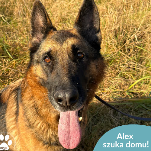 Psy ze schroniska do adopcji Alex